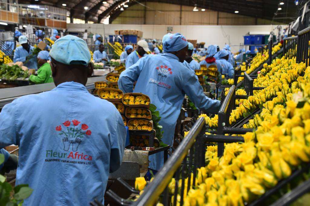 Employees at Fleur flower factory, Kenya, working.